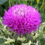 milk thistle