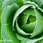 cruciferous veggies and cancer
