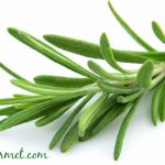 rosemary fights cancer
