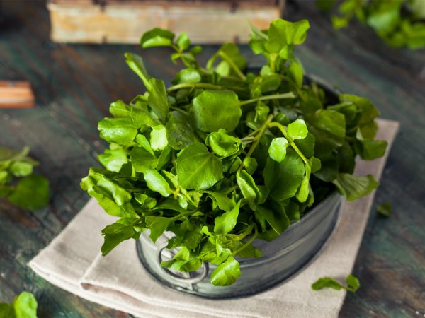 Image from a post with the title: Watercress: Powerful Protection for Your DNA.