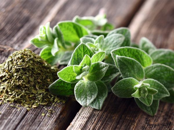 Image from a post with the title: Oregano: The Pizza Spice with Amazing Health Benefits.