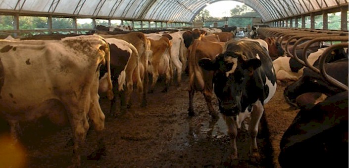 concentrated-animal-feeding-operations-cafos