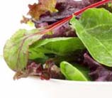 Mesclun with Lemon Vinaigrette