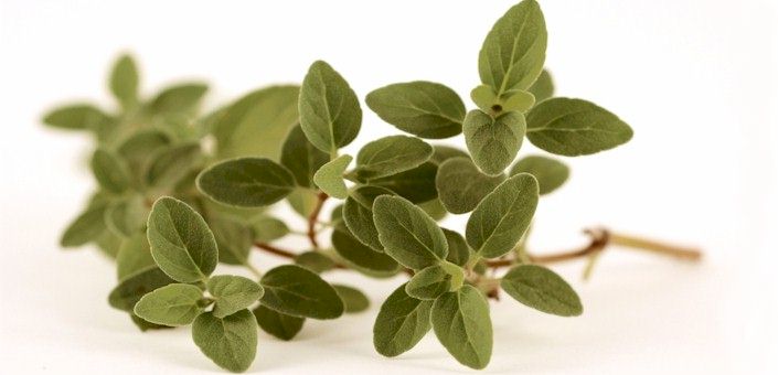 oregano health benefits