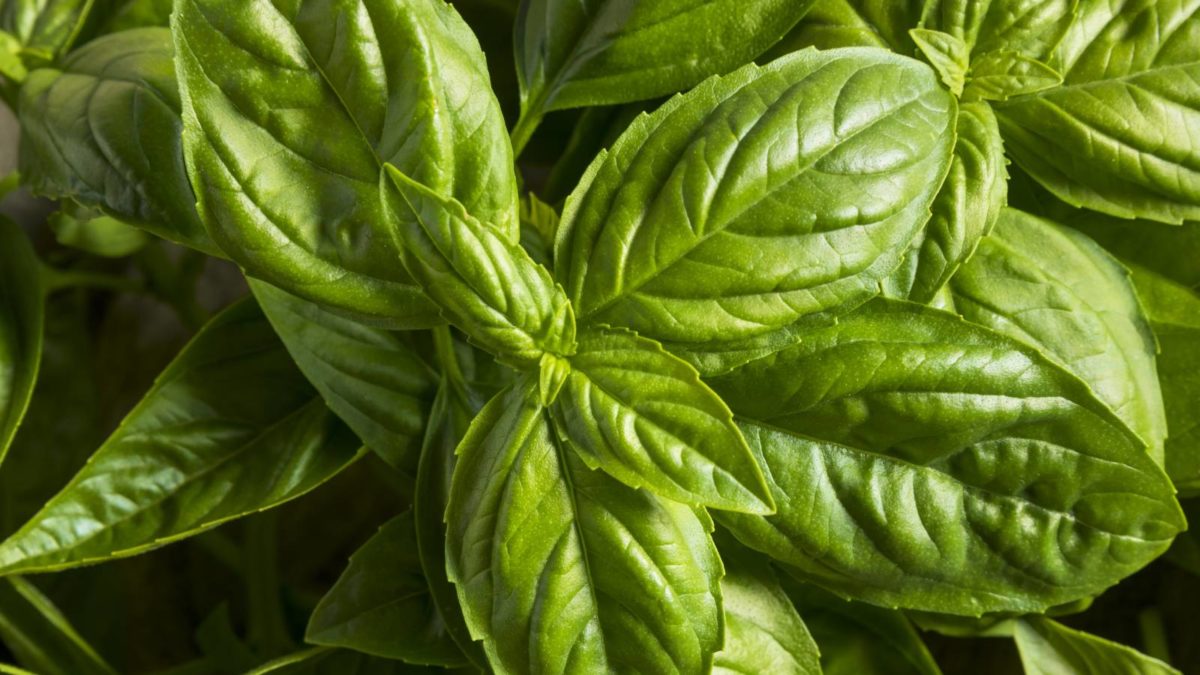 Rediscovering Basil: Major Benefits beyond Aroma & Flavor