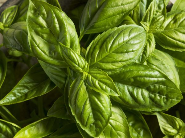 Image from a post with the title: Rediscovering Basil: Major Benefits beyond Aroma & Flavor.