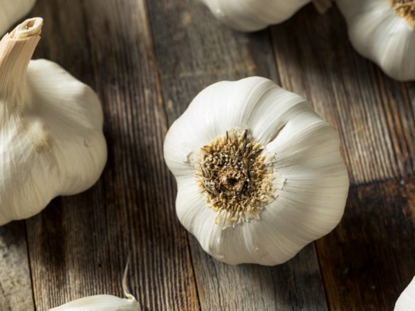 Image from a post with the title: Could Garlic Be the Answer....